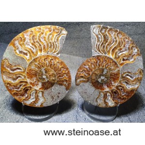 Ammonite Nr.2 - links